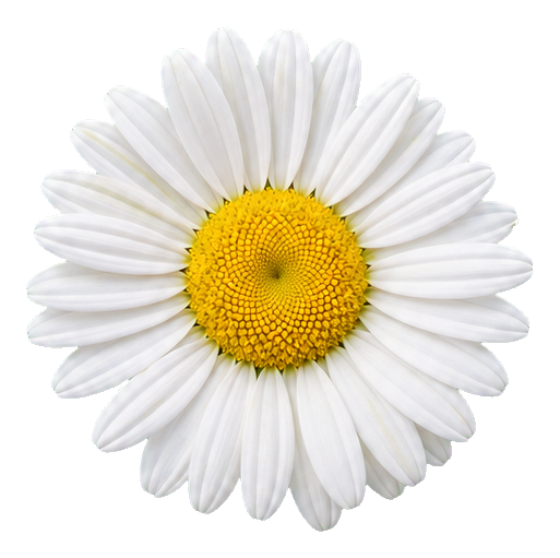 Preview for White Shasta Daisy Sticker