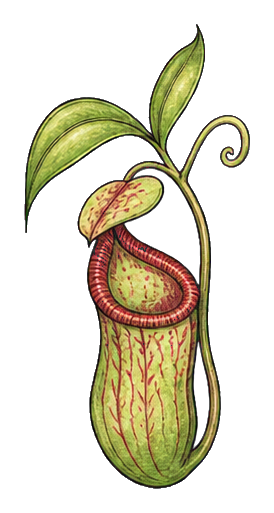 Preview for Pitcher Plant Sticker