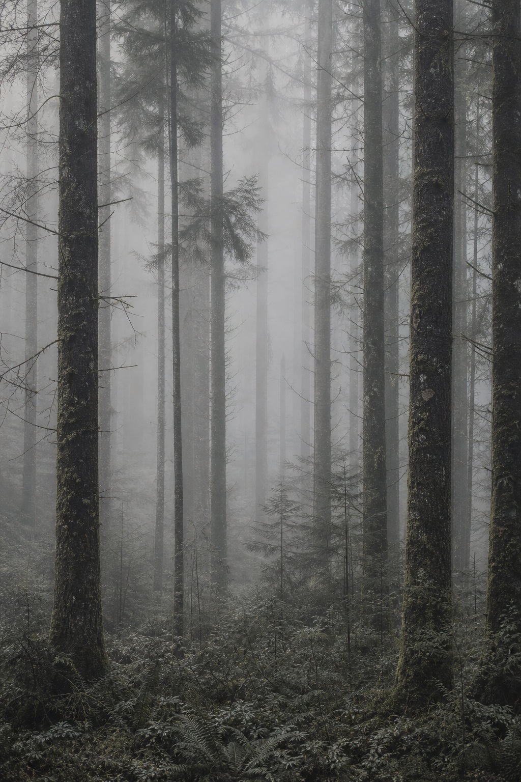 Preview for Misty Forest Background Stock Image
