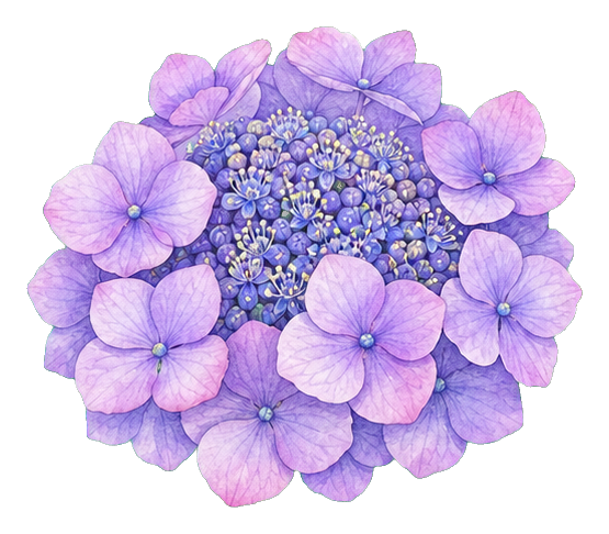 Preview for Lavender Lacecap Hydrangea Sticker
