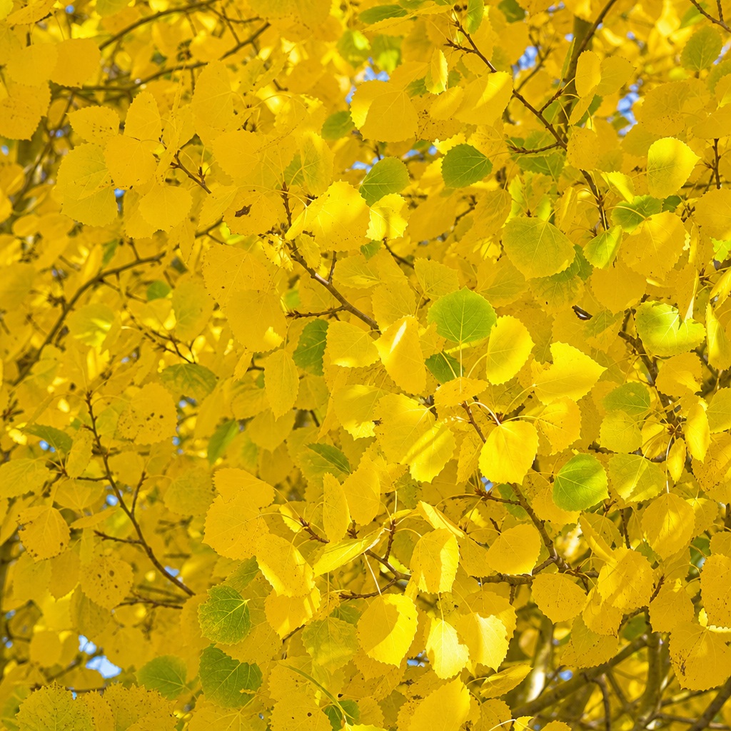 Preview for Yellow Autumn Leaves Background