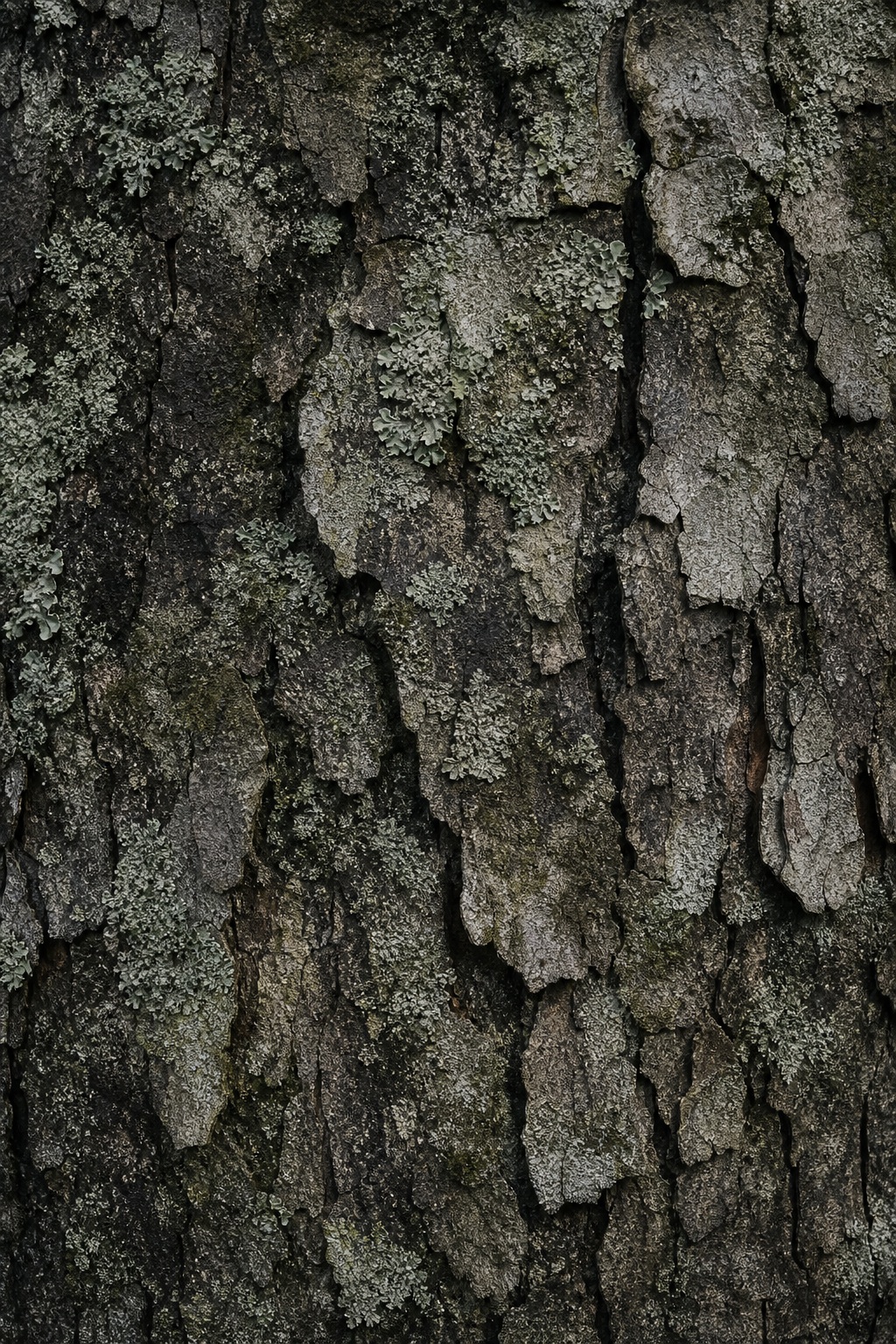 Preview for Weathered Bark Texture Background