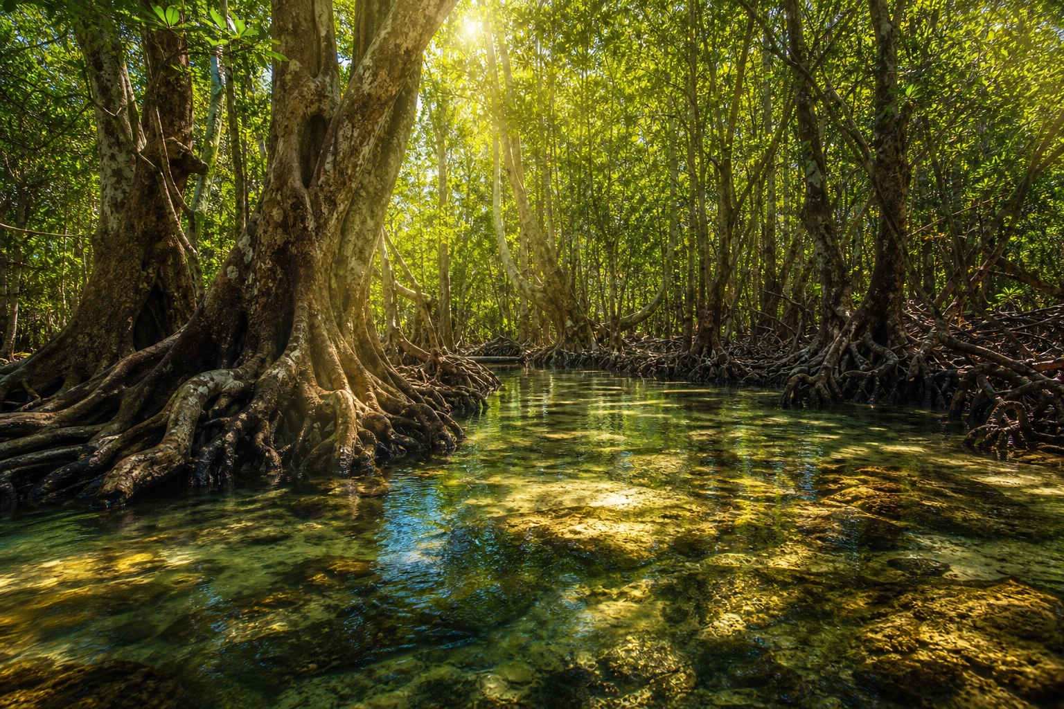 Preview for Sunlit Mangrove Forest Background