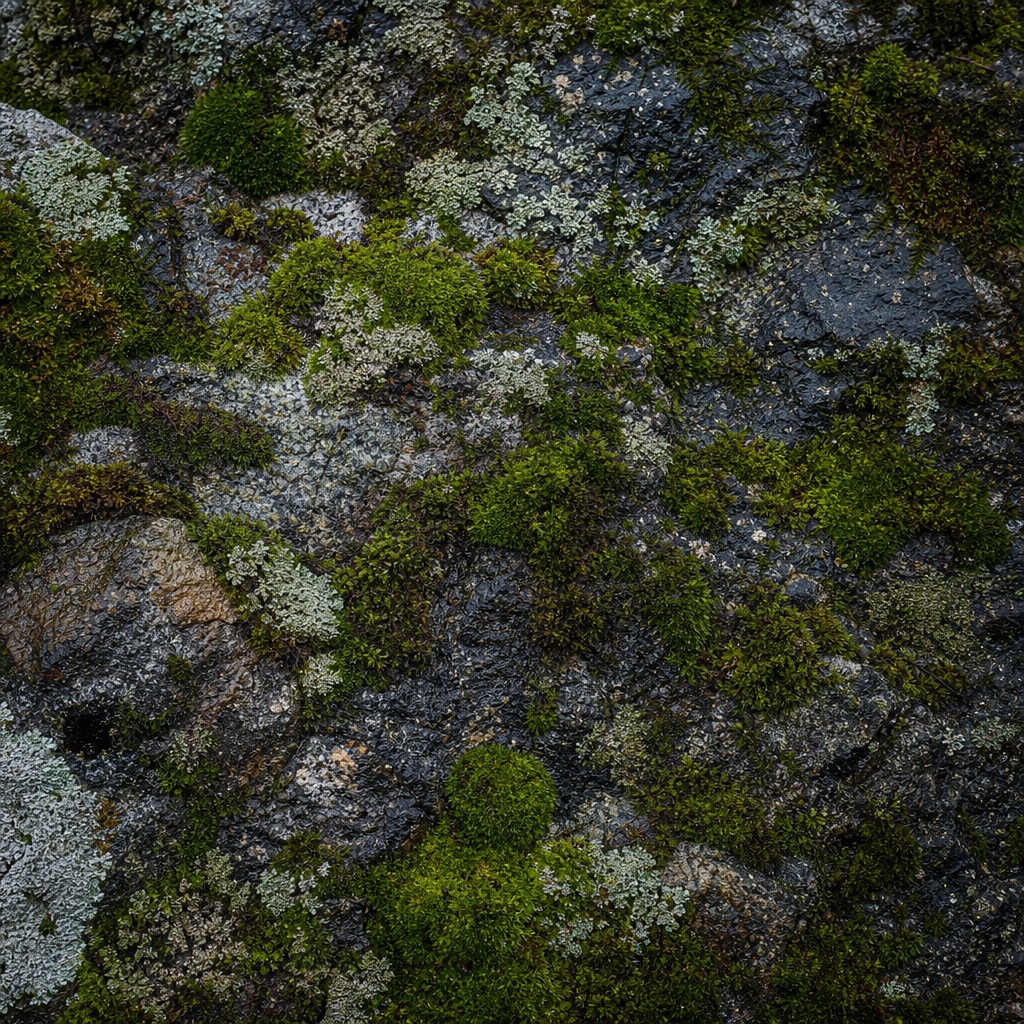 Preview for Moss Covered Stone Background