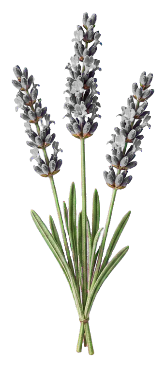 Three realistic lavender stems with purple flower spikes and green leaves on a transparent background.