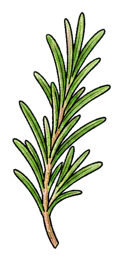 Preview for Rosemary Stem Sticker