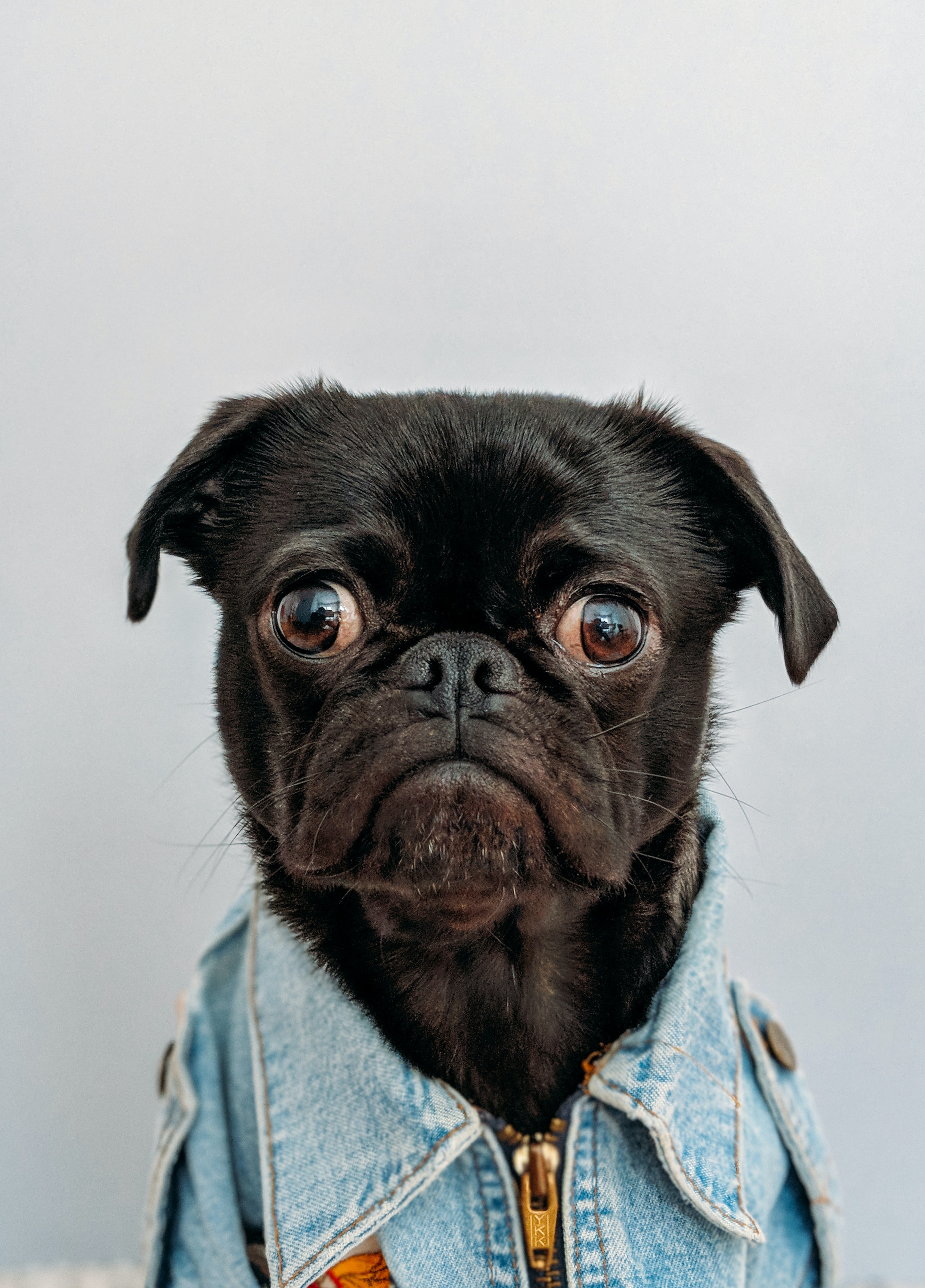 Preview for Black-pug-denim-jacket-animal-background-eef63