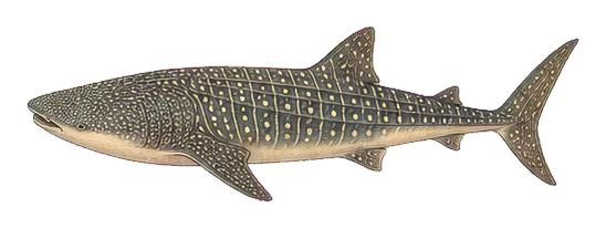 Preview for Whale Shark Vintage Sticker