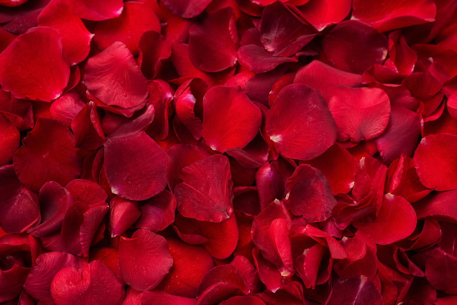 Scattered deep red rose petals forming a romantic floral background texture.