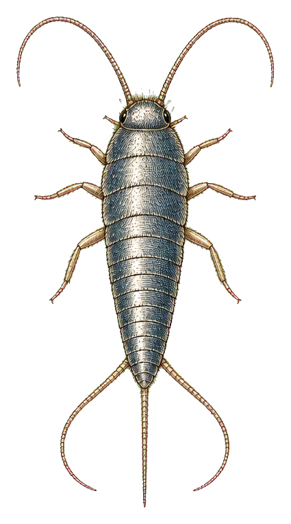 Vintage-style illustrated insect specimen with long antennae and tail filaments.