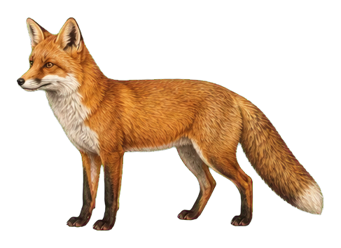Preview for Red Fox Vintage Sticker