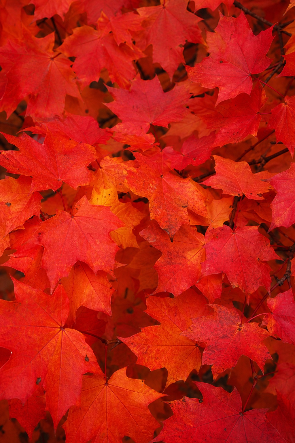 Preview for Vertical Maple Leaves Stock Background