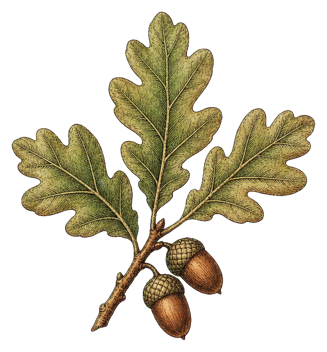 Preview for Oak Acorn Botanical Sticker