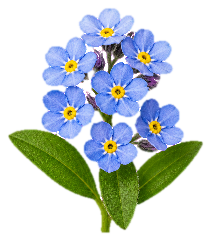 Preview for Forget Me Not Flower Cluster Sticker