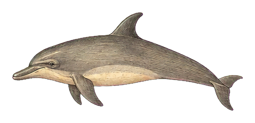 Vintage-style illustration of a bottlenose dolphin swimming in profile.