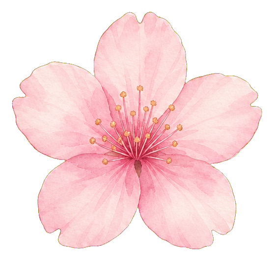 Soft pink cherry blossom with five petals and a detailed floral center