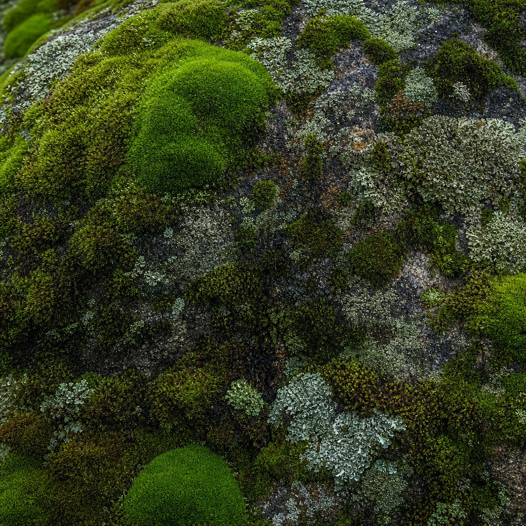 Preview for Moss Covered Stone Background