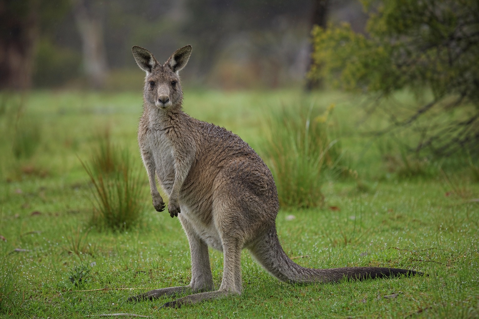 Preview for Kangaroo Rainy Grass Background