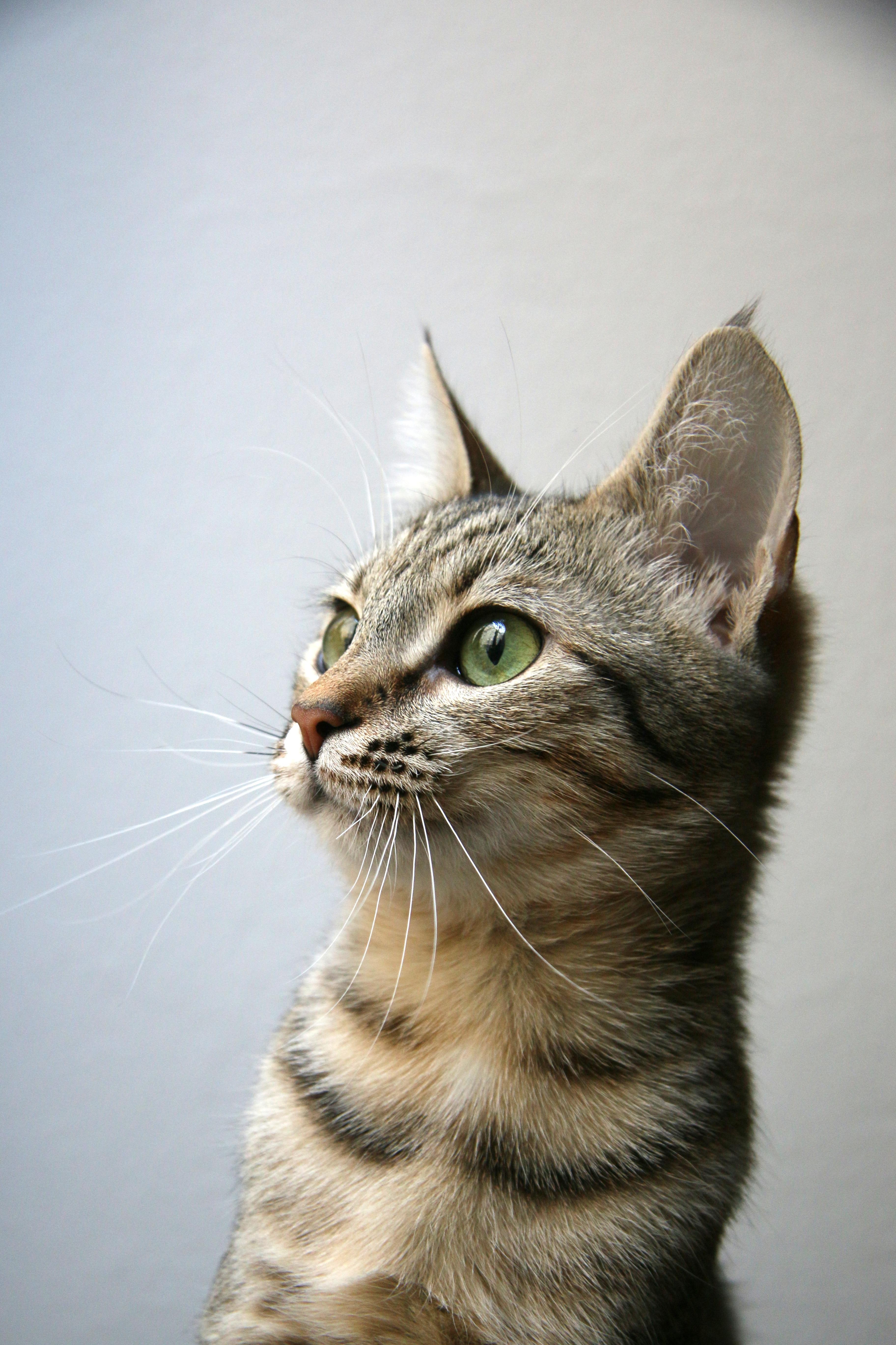Preview for Tabby-cat-portrait-abyssinian-background-f29eb