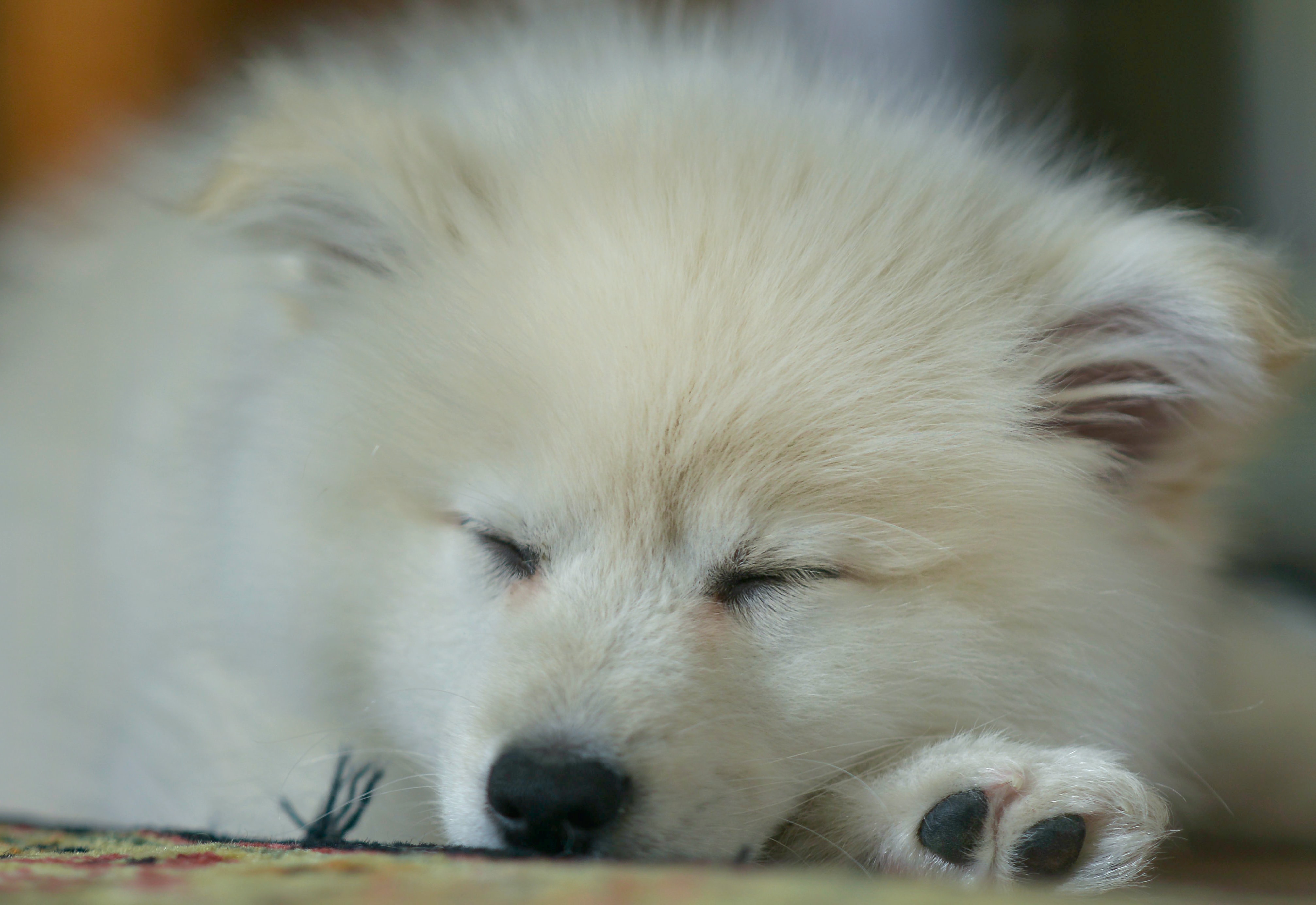 Preview for Sleeping-white-puppy-animal-background-61035