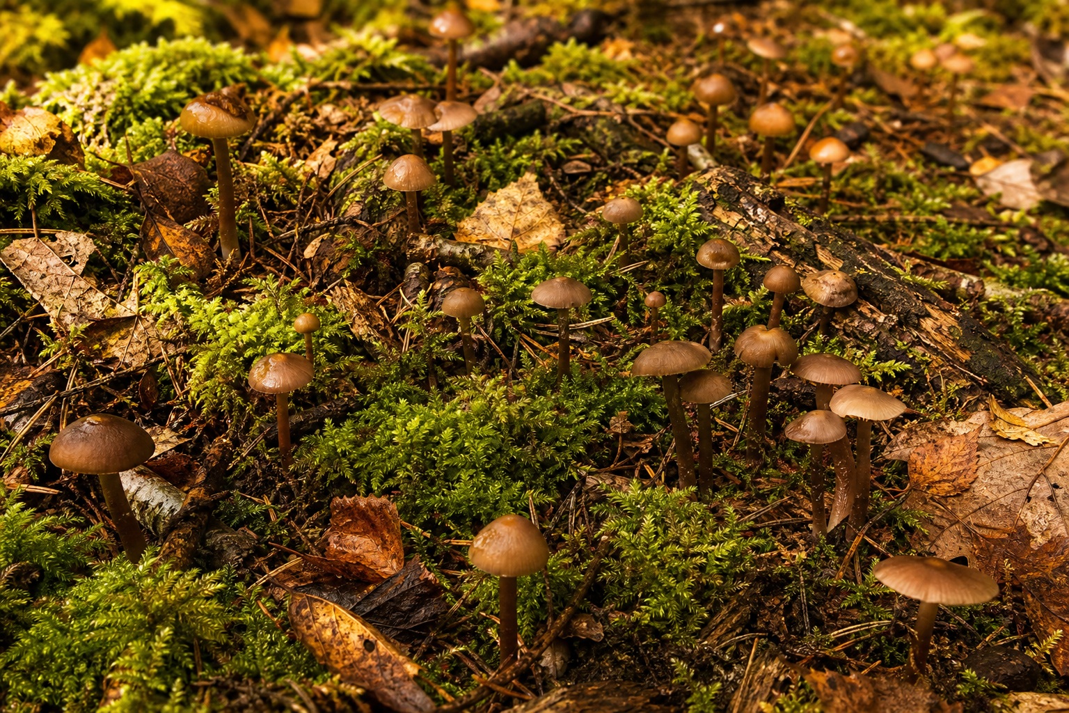 Preview for Mushroom Forest Floor Background