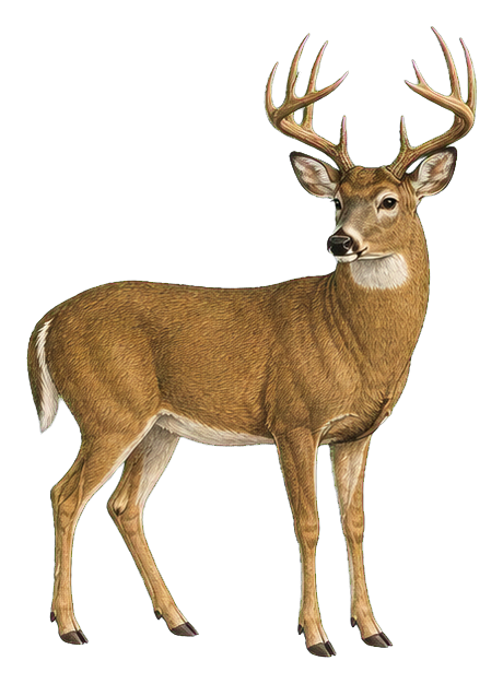 Preview for White-tailed Deer Buck Vintage Sticker