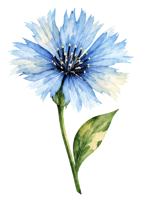 Preview for Watercolor Wildflowers Chicory