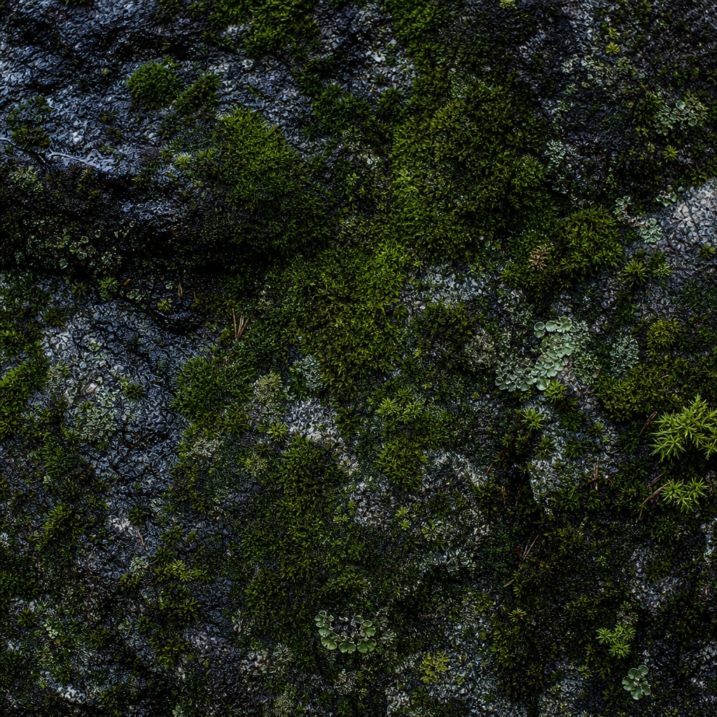Moss covered stone with dark green texture and natural forest floor detail
