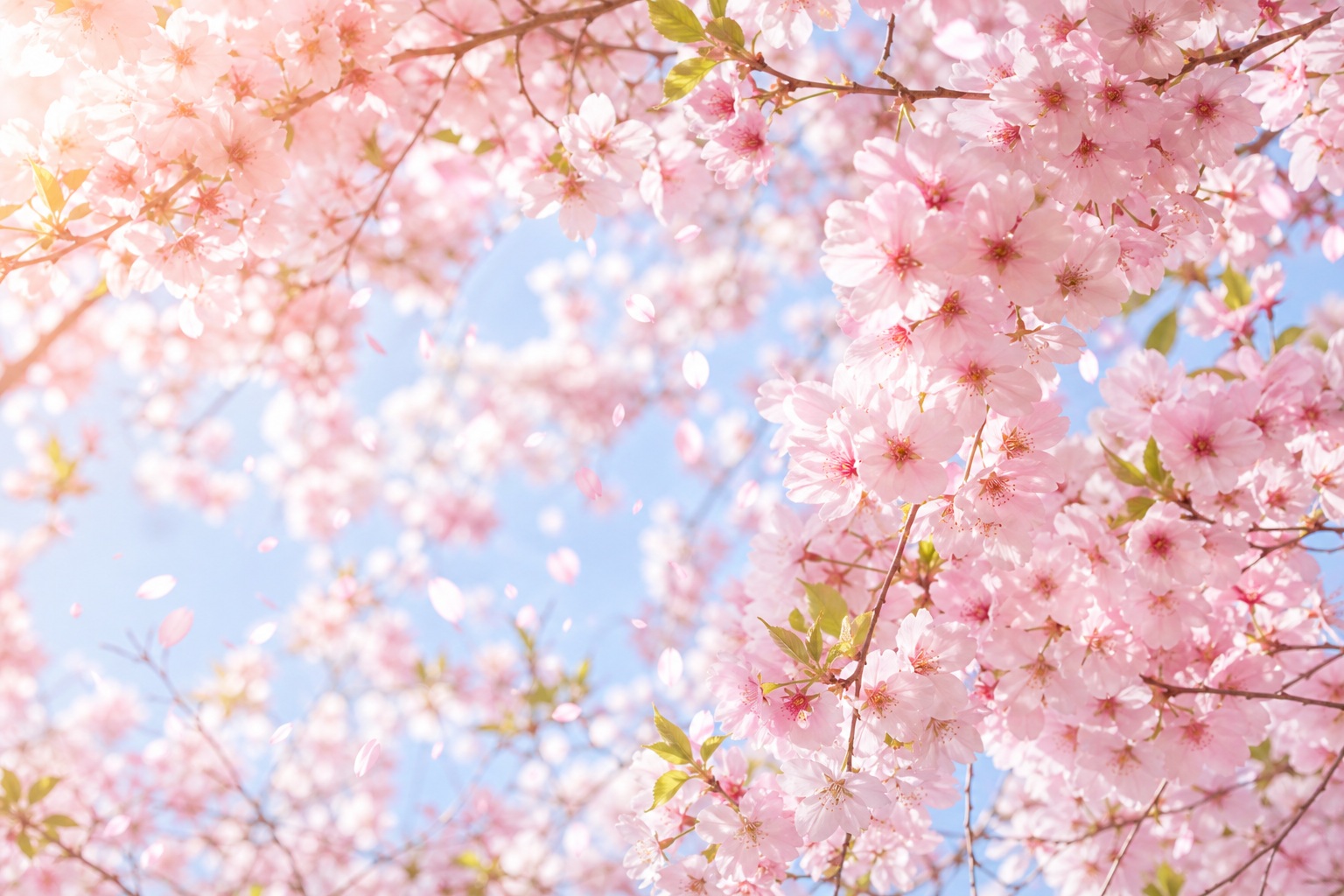 Pink cherry blossoms on branches against a soft blue spring sky.