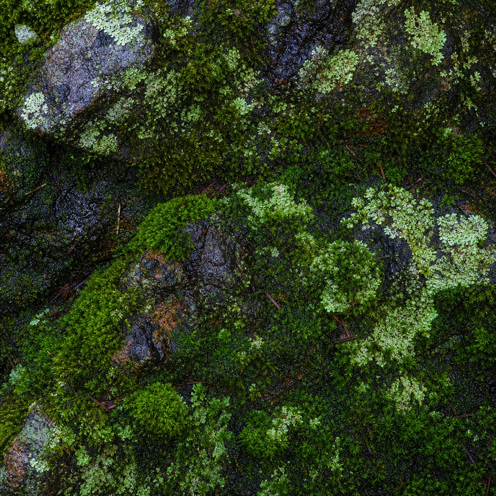 Green moss covering rough stone with a natural forest floor texture