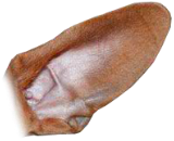 Preview for Brown-leather-shoe-detail-ears-sticker-7a844