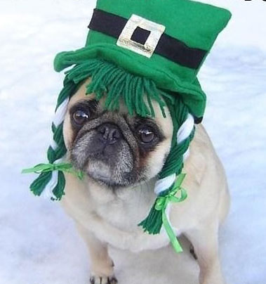 Preview for Pug-st-patricks-day-costume-background-f2f69