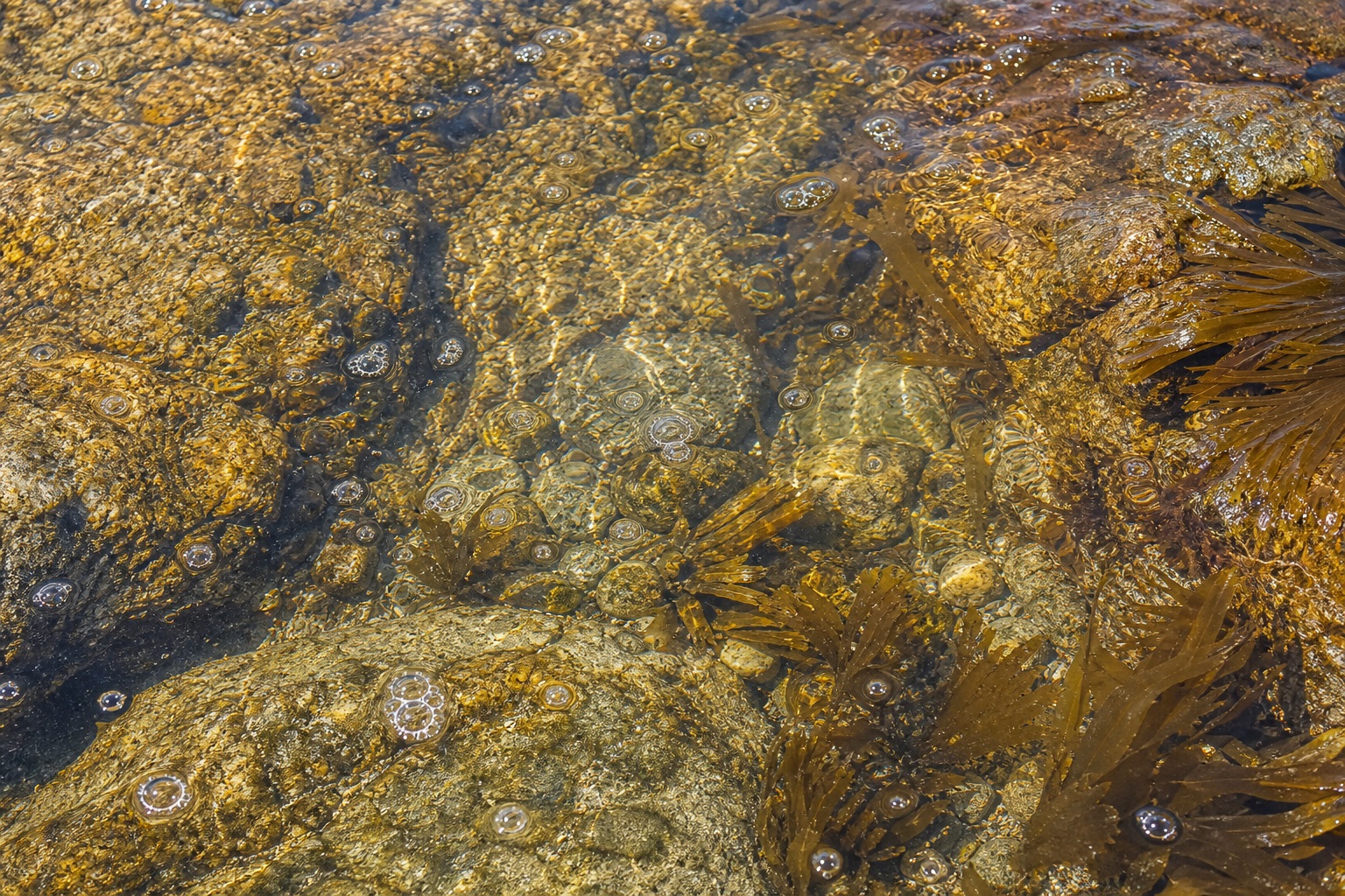 Preview for Golden Shallow Tidal Pool Background