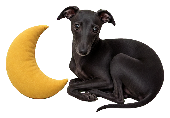 Black Italian greyhound resting beside a yellow crescent moon sticker.