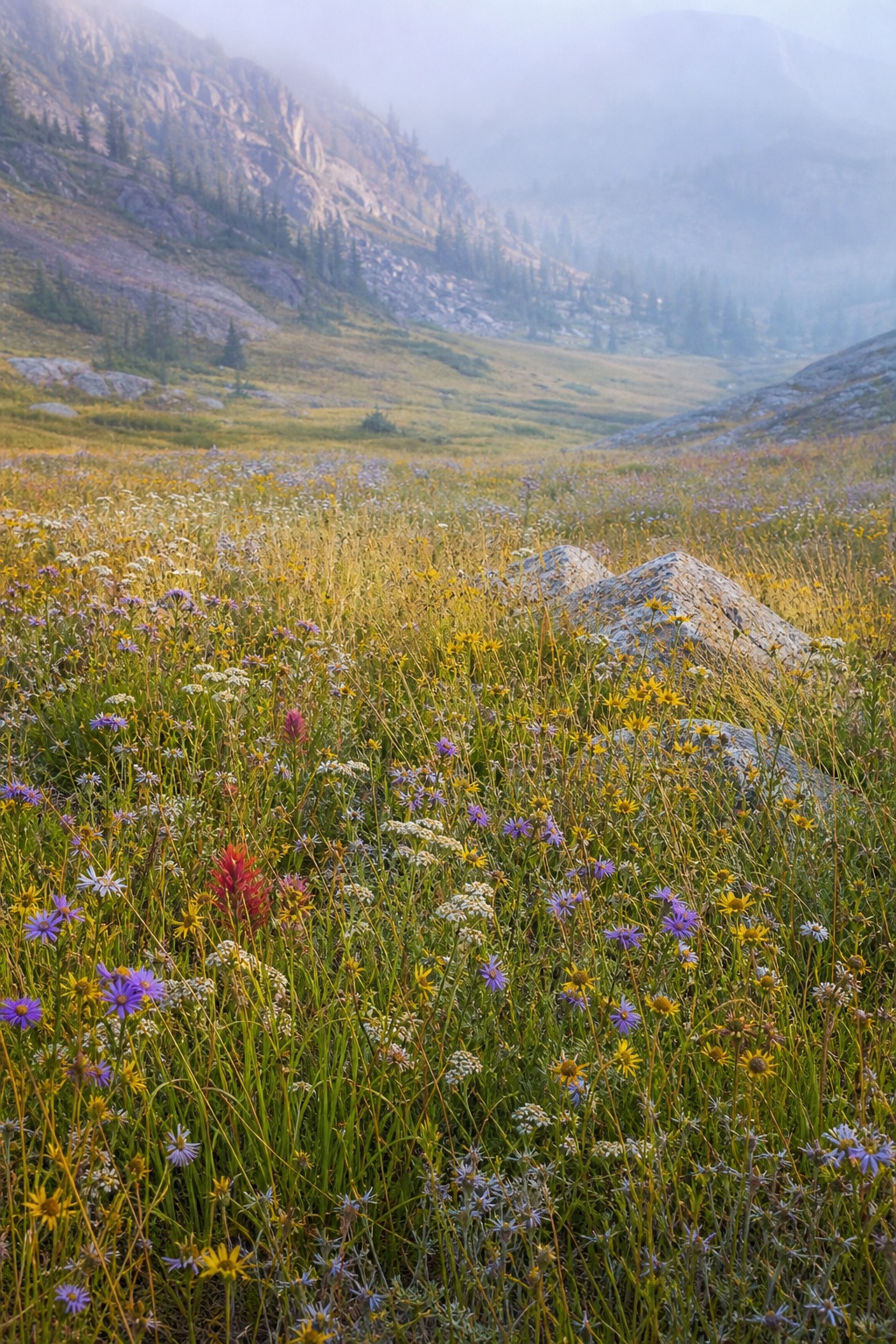 Preview for Late Summer Gold Alpine Wildflower Background