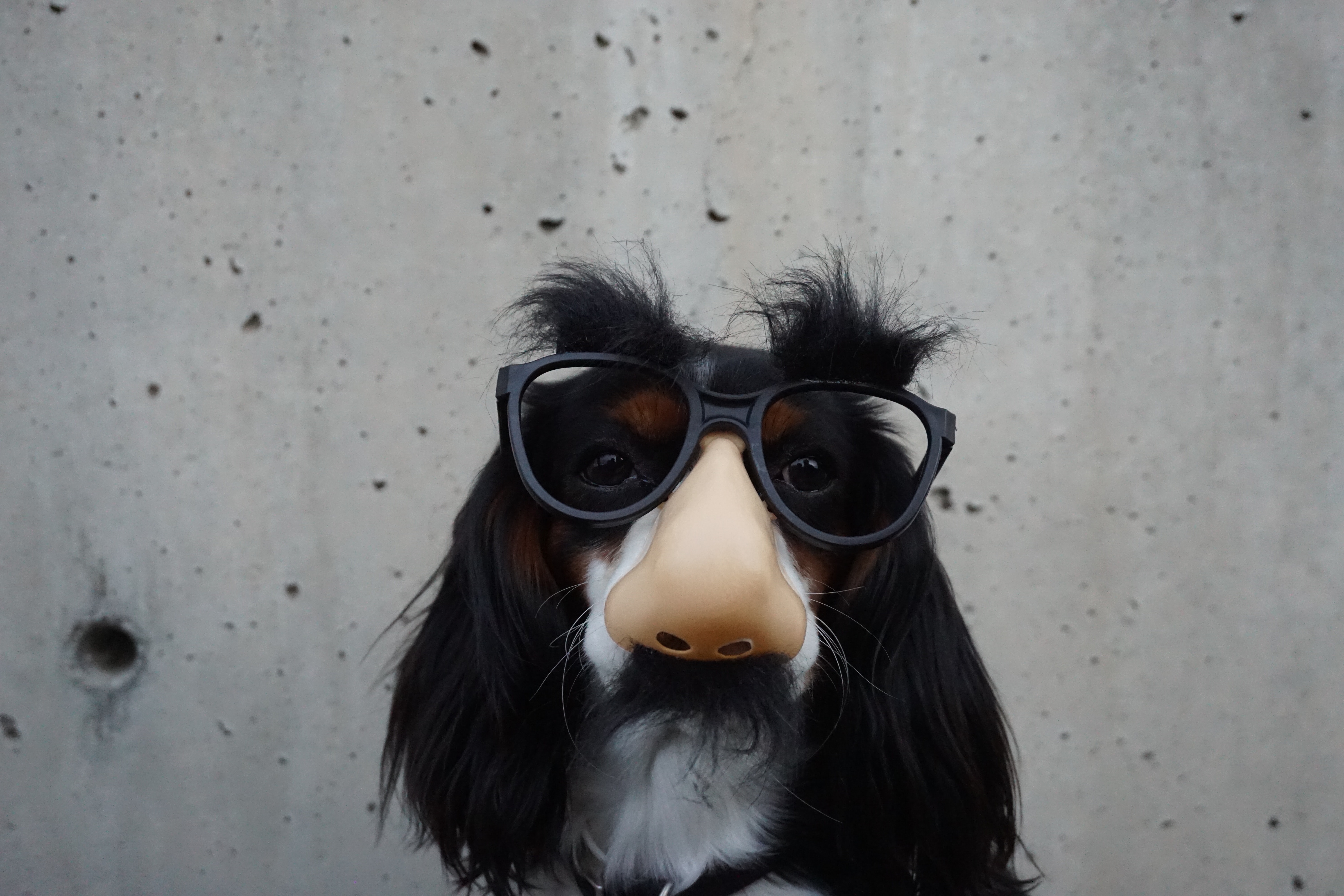 Preview for Cool-dog-sunglasses-accessories-background-e5d66