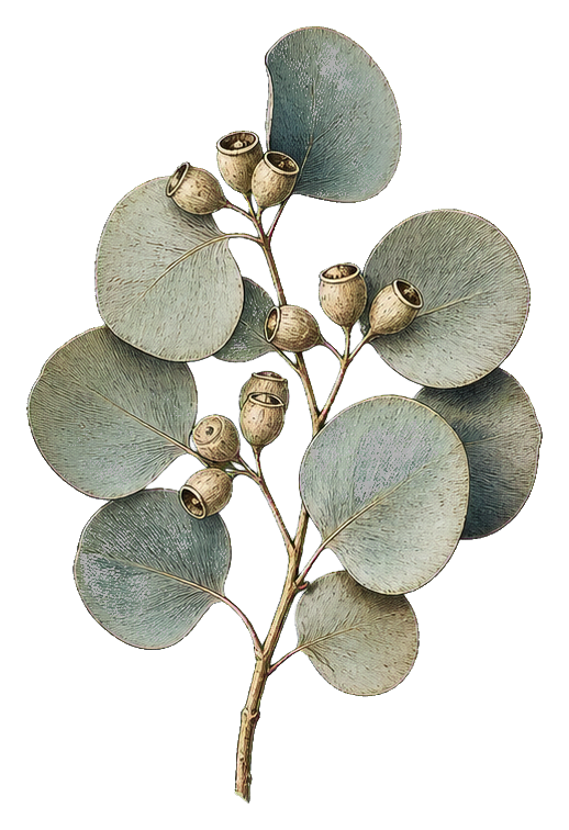 Preview for Eucalyptus Sprig Botanical Sticker
