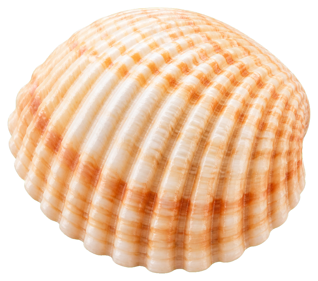 Preview for Cockle Shell Sticker