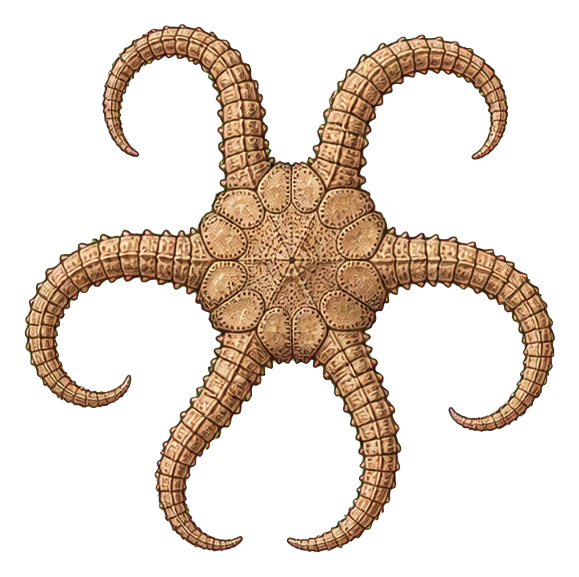 Preview for Brittle Star Vintage Fossil Sticker