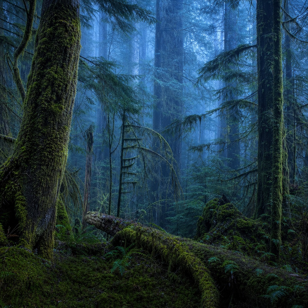 Preview for Blue Hour Mossy Forest Background