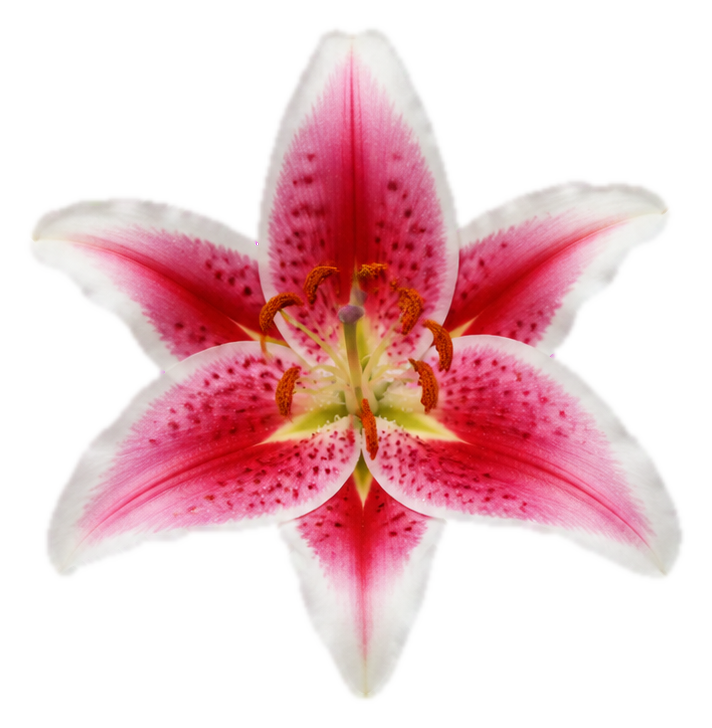Preview for Pink Stargazer Lily Sticker