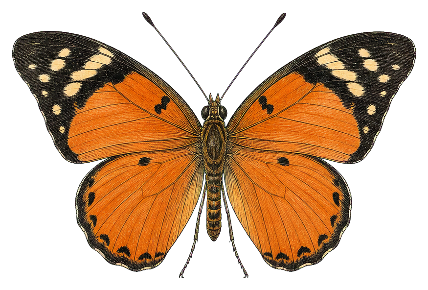 Preview for Julia Butterfly Vintage Sticker