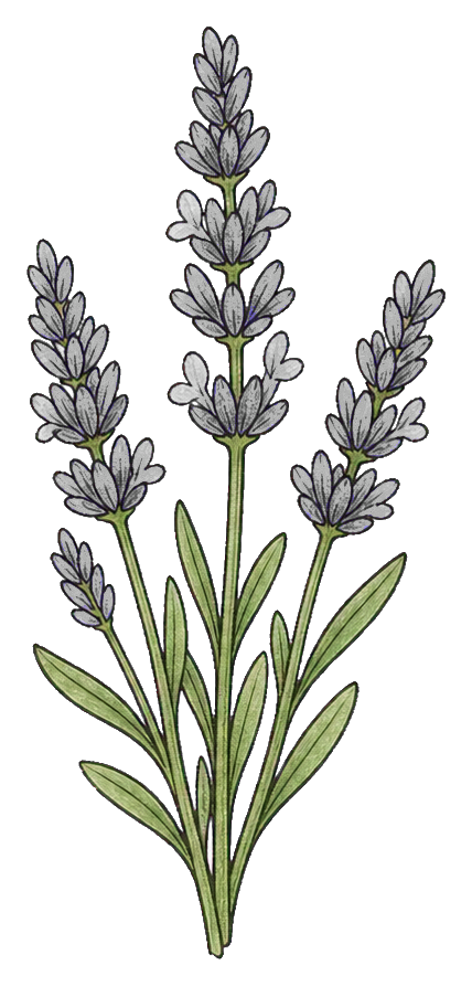 Preview for Lavender Sprig Sticker