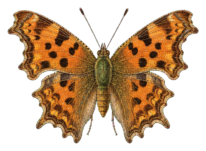 Preview for Comma Butterfly Sticker Graphic