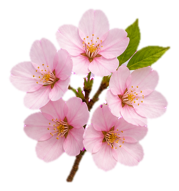 Preview for Cherry Blossom Sprig Sticker