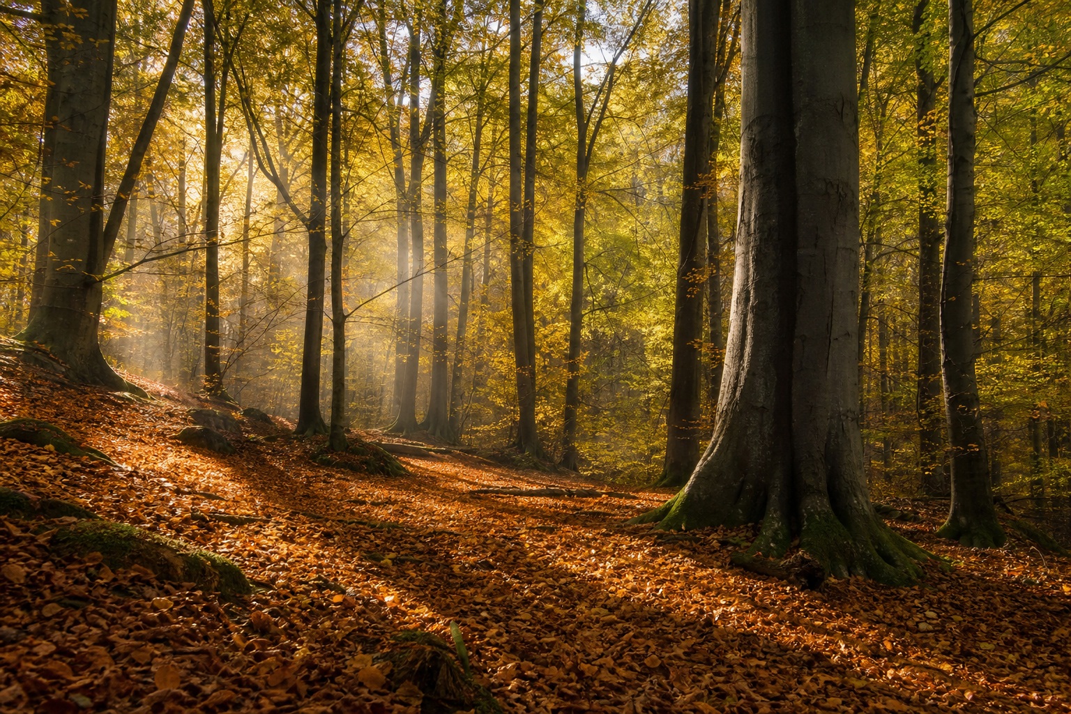 Preview for Forest Canopy Light Background