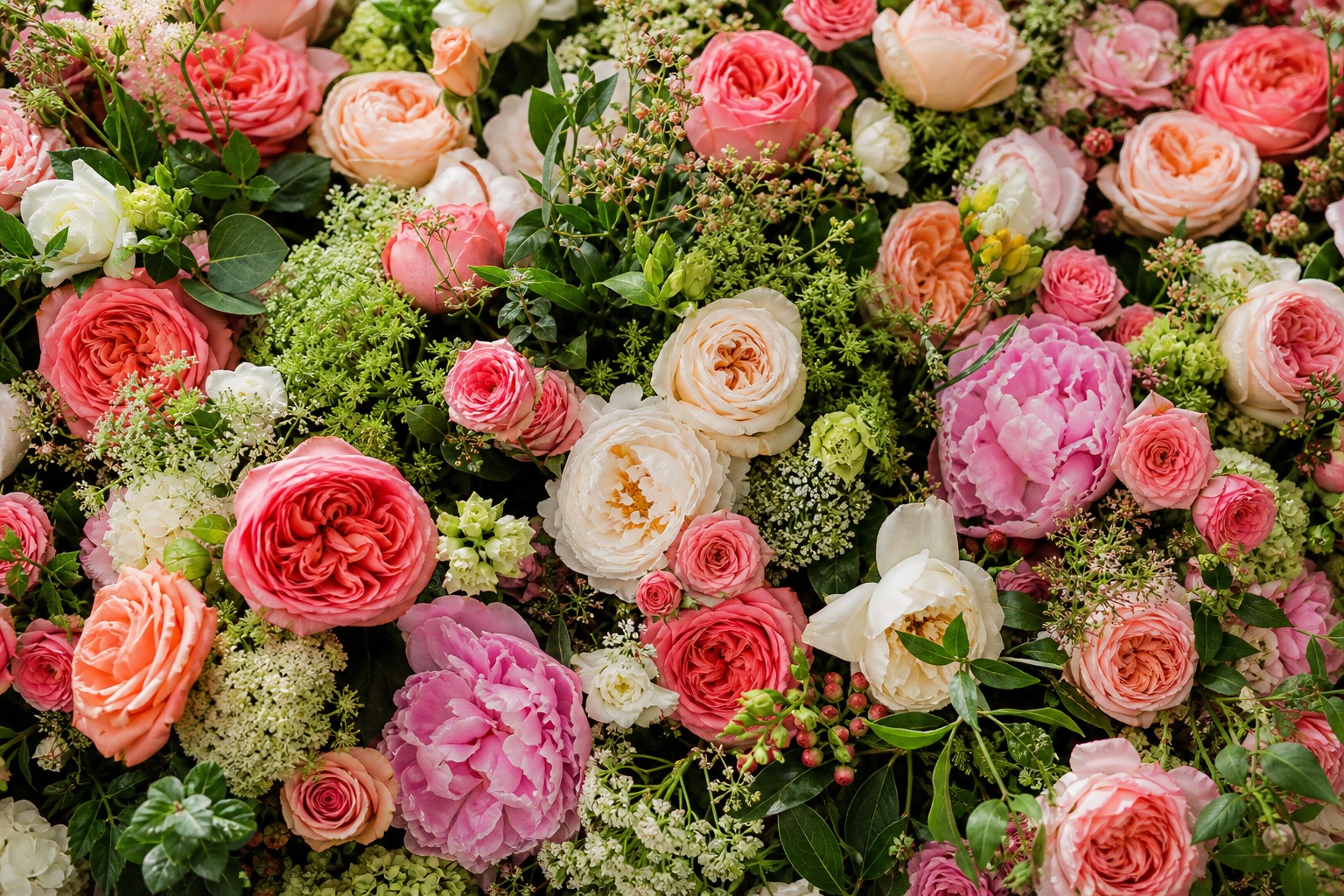 Preview for Pink Coral Garden Rose Background