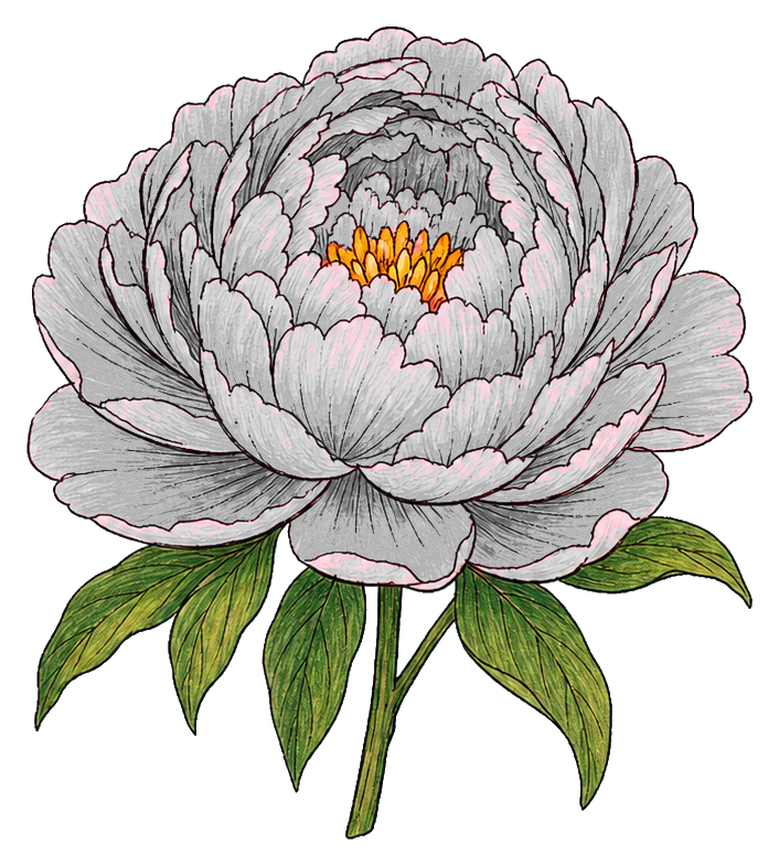 Preview for Pink Peony Sticker