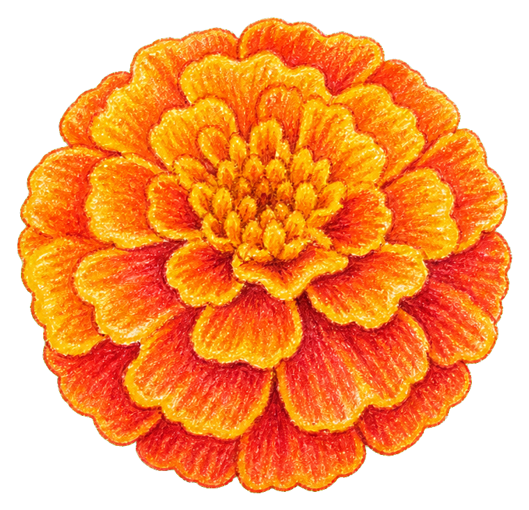 Preview for French Marigold Sticker Graphic