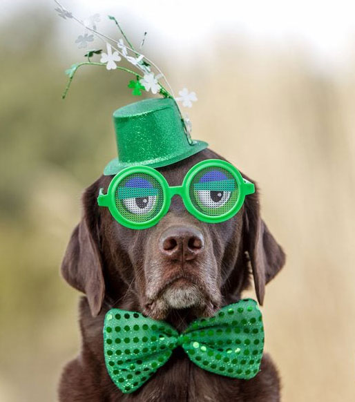 Preview for St-patricks-day-dog-background-b72c4